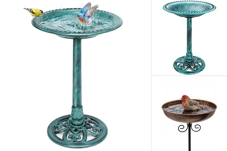 Detailed view of Best Outdoor Bird Baths
